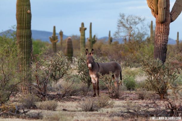 Wild Burro outside of Phoenix